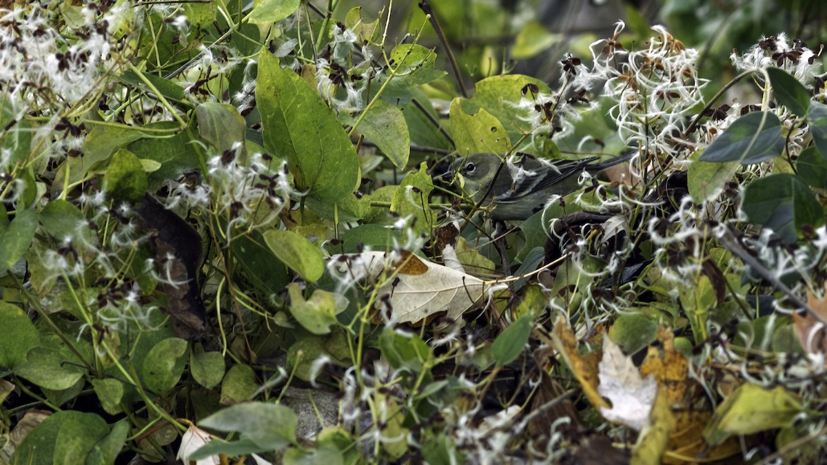 Pine Warbler - ML646216686