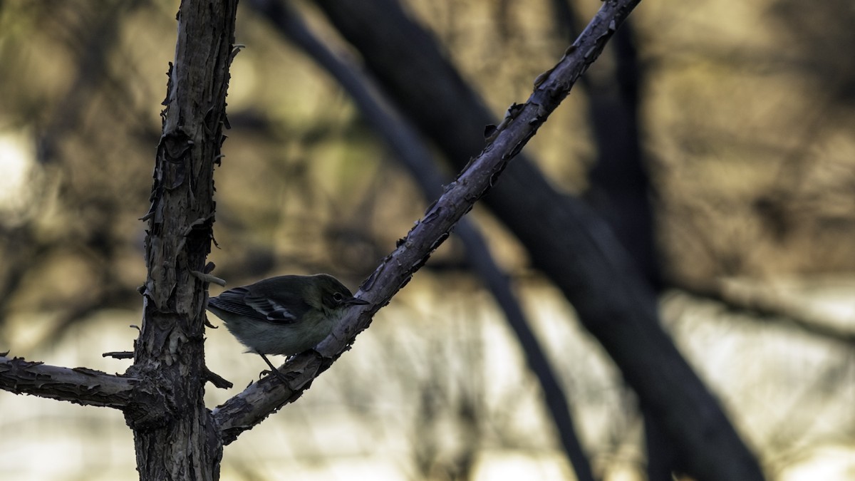 Pine Warbler - ML646216693