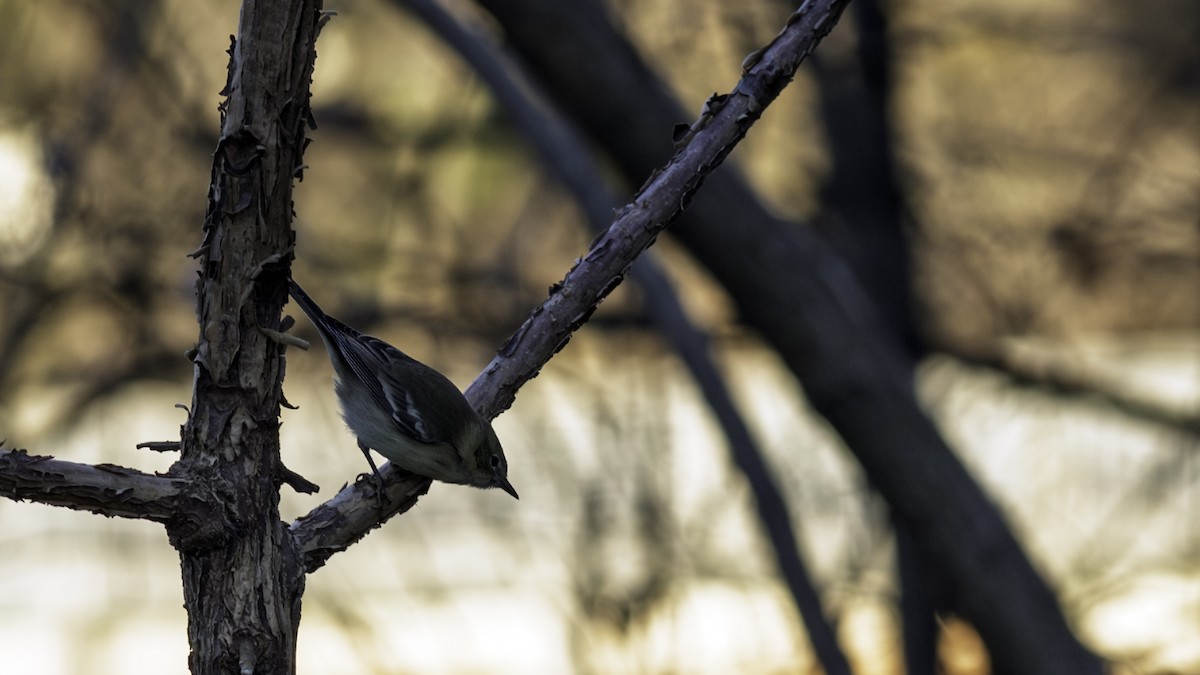 Pine Warbler - ML646216695