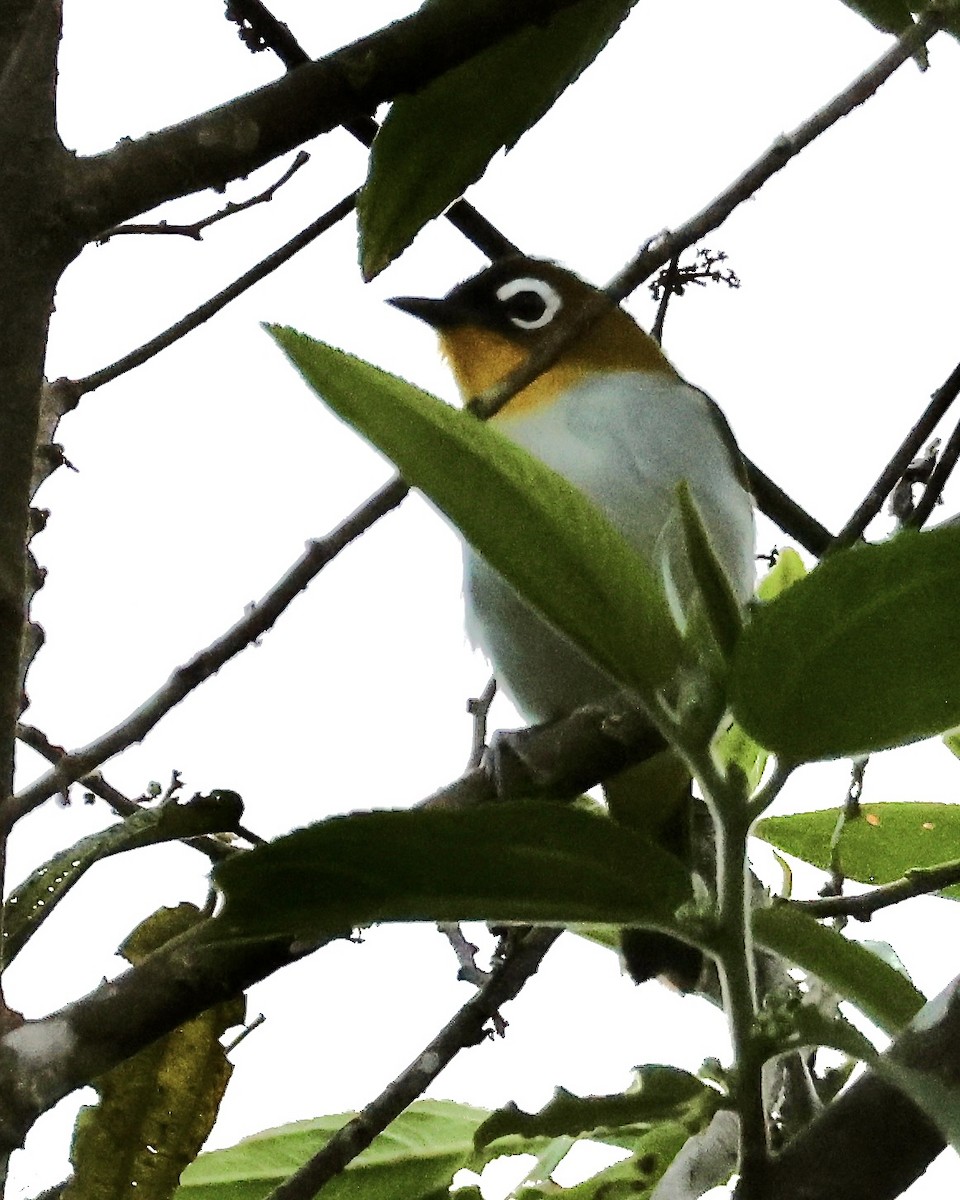Black-fronted White-eye (Black-fronted) - ML646216698
