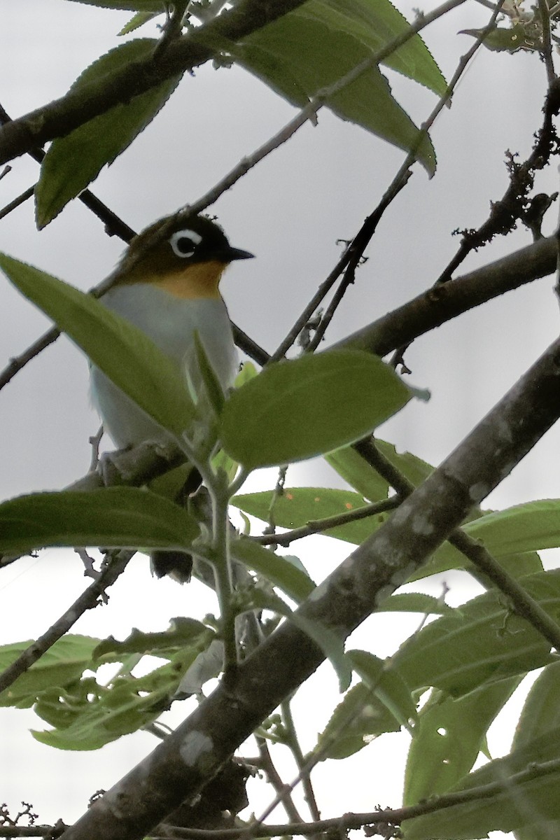 Black-fronted White-eye (Black-fronted) - ML646216699