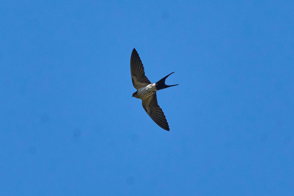 Eastern Red-rumped Swallow (Striated) - ML646216700