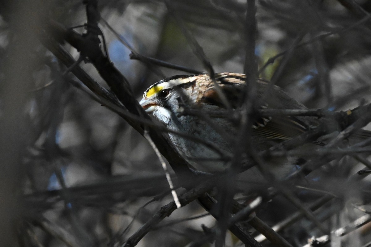 White-throated Sparrow - ML646216701