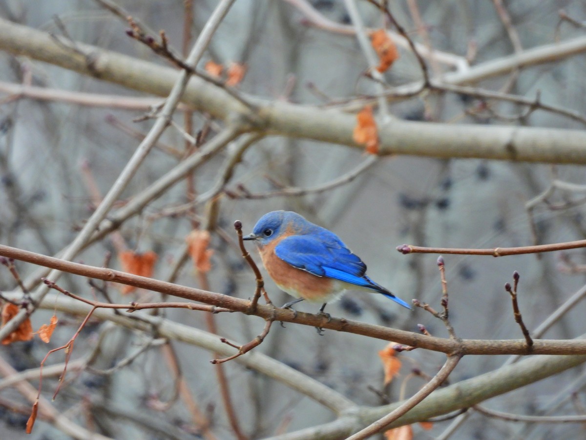 Блакитник східний - ML646216705