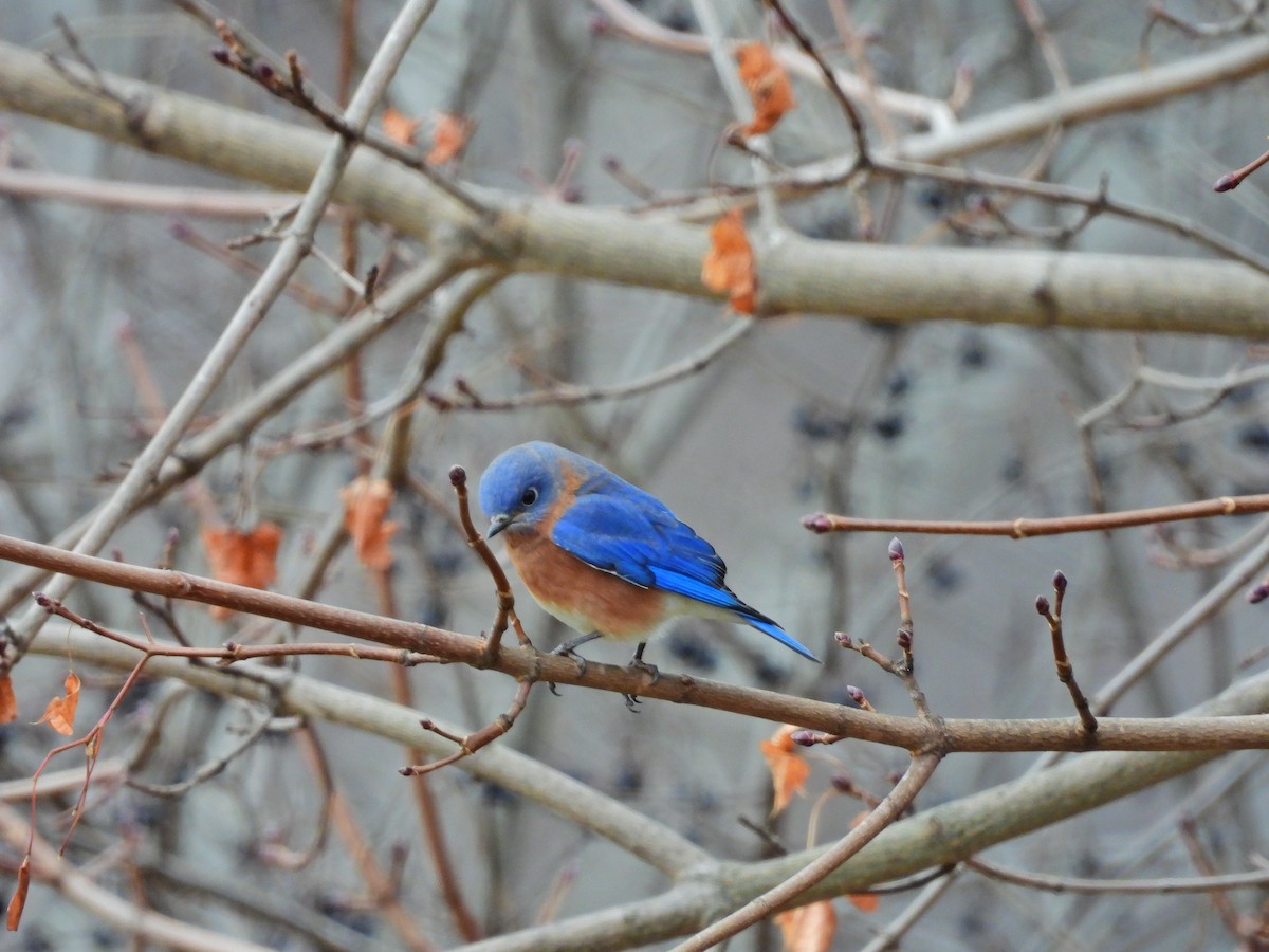 Блакитник східний - ML646216706