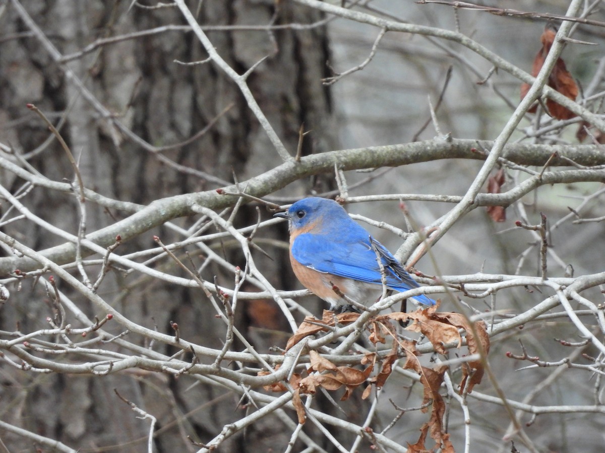 Блакитник східний - ML646216707