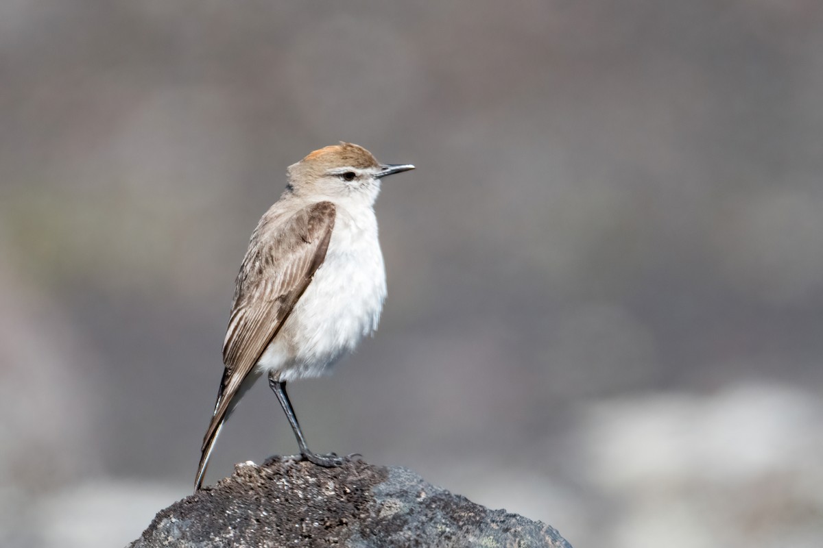 White-browed Ground-Tyrant - ML646216715