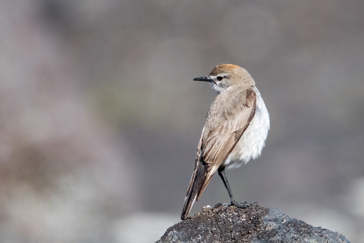 White-browed Ground-Tyrant - ML646216716