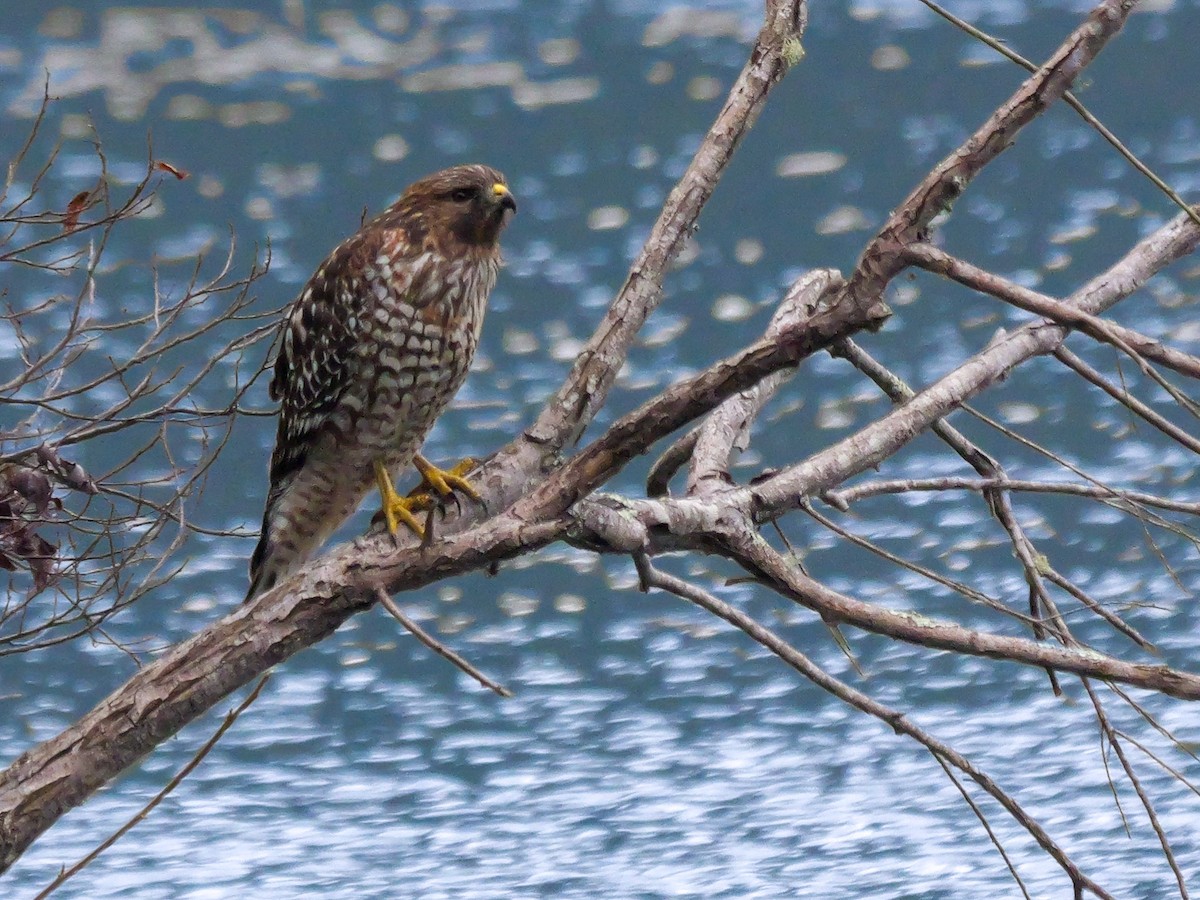 Red-shouldered Hawk - ML646216720
