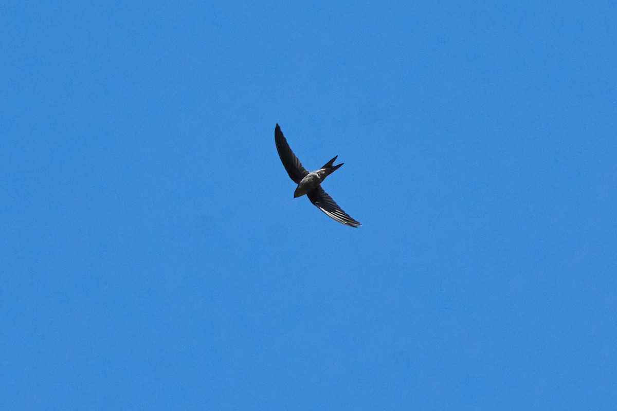 Asian Palm Swift - ML646216729