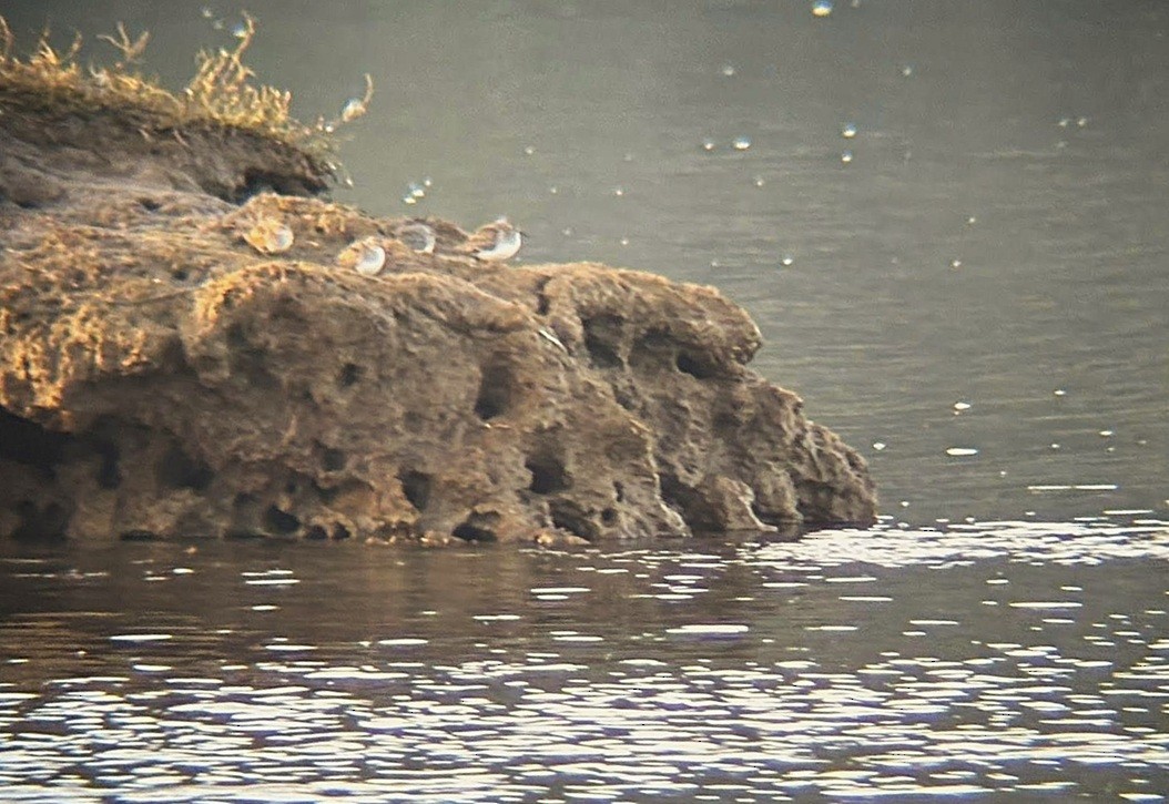 Least Sandpiper - ML646216731