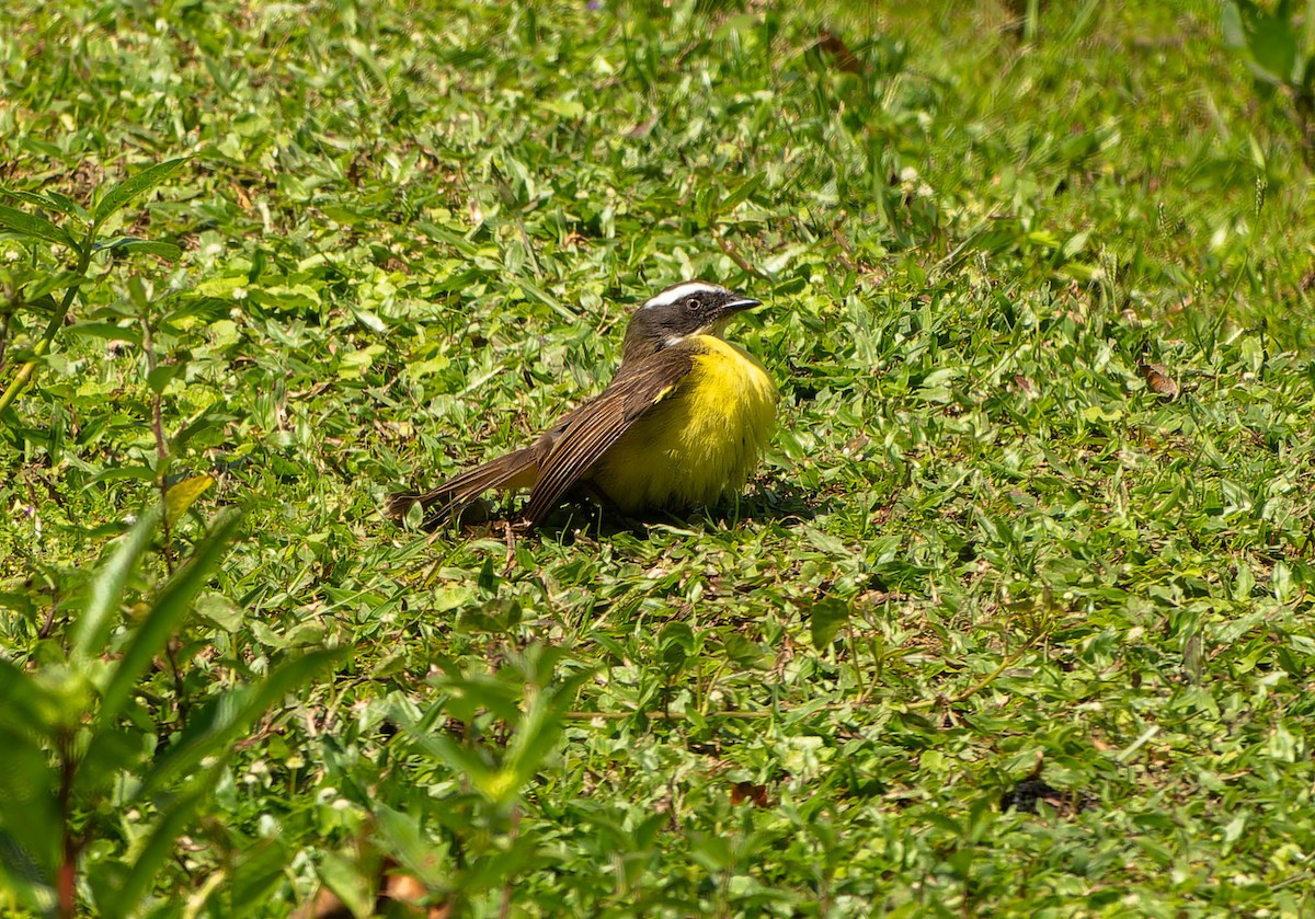 Tyran sociable - ML646216746