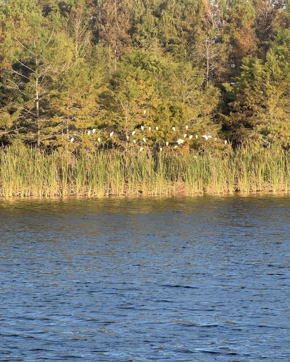 Koartza zuria - ML646216751