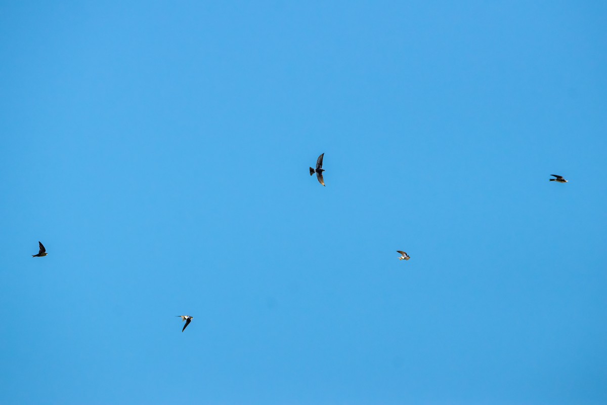 Chilean Swallow - ML646216754