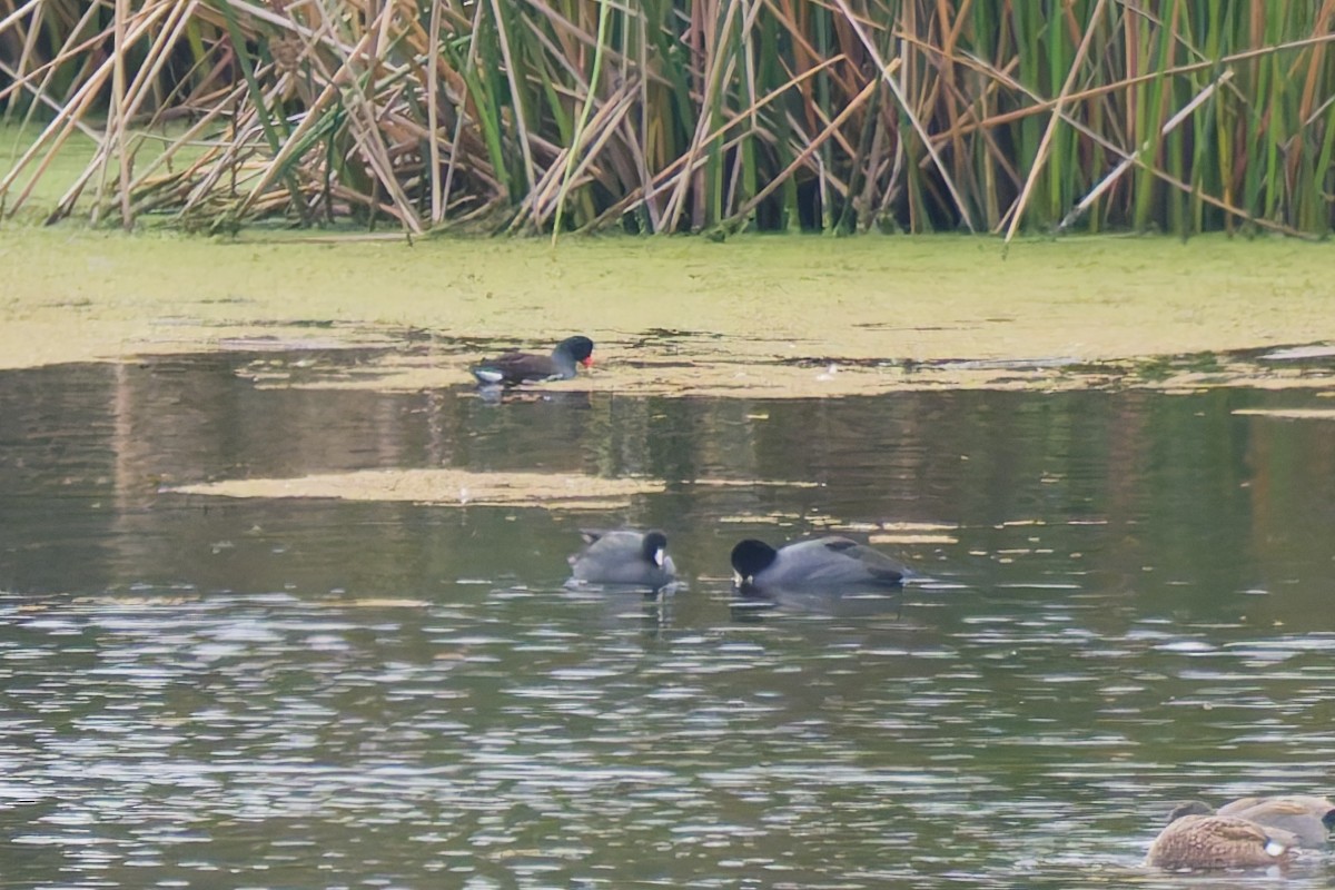 slípka americká - ML646216777