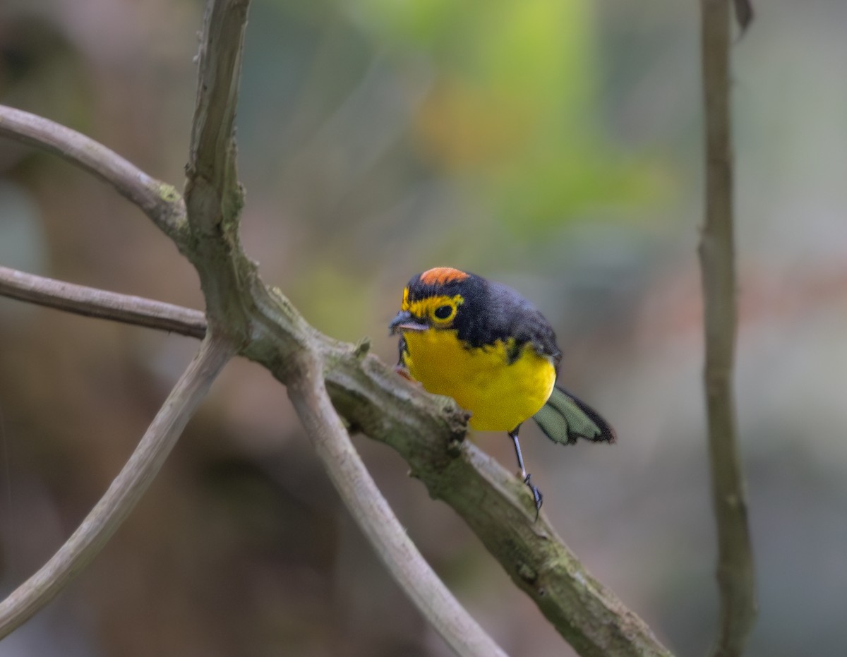 Spectacled Redstart - ML646216779