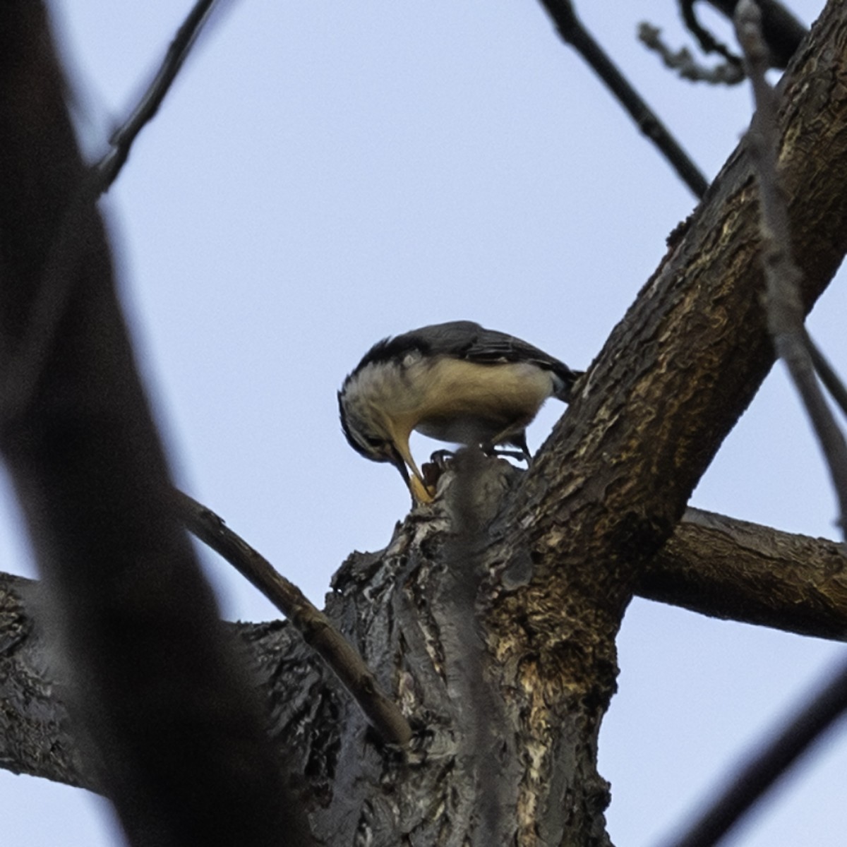 Sittelle à poitrine blanche - ML646216780