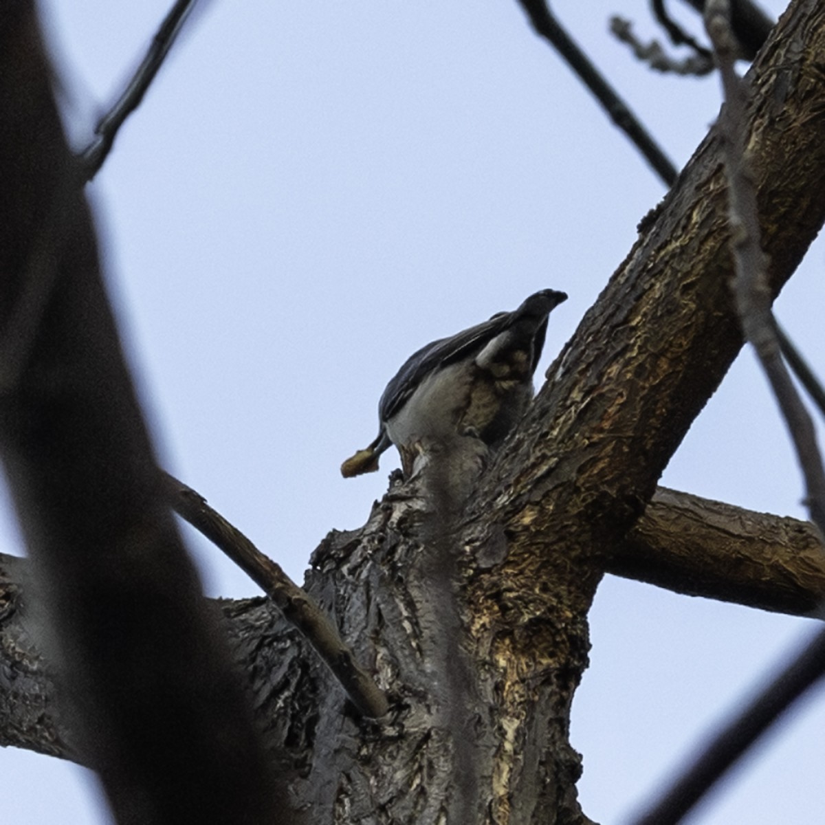 Sittelle à poitrine blanche - ML646216786