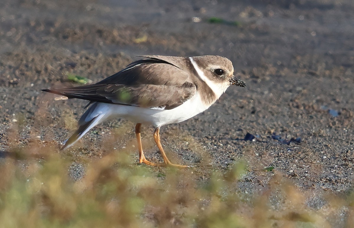Common Ringed Plover - ML646216788