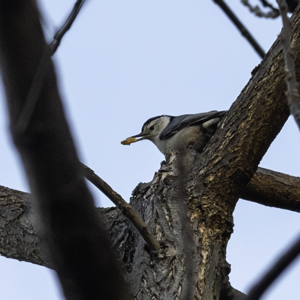 Sittelle à poitrine blanche - ML646216789
