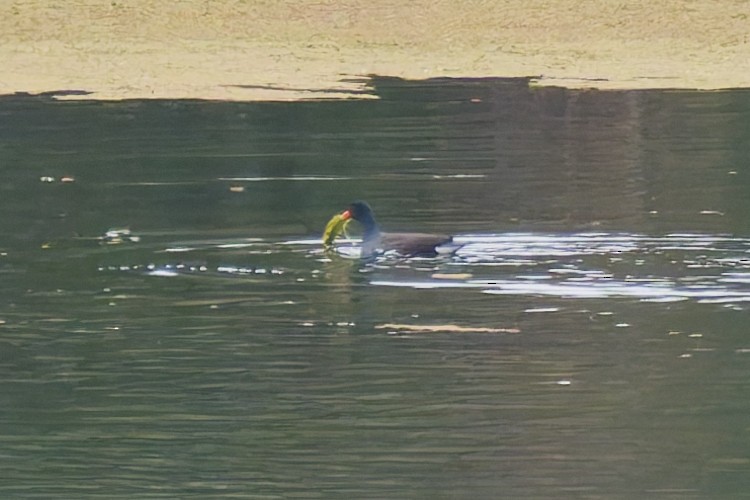 slípka americká - ML646216792