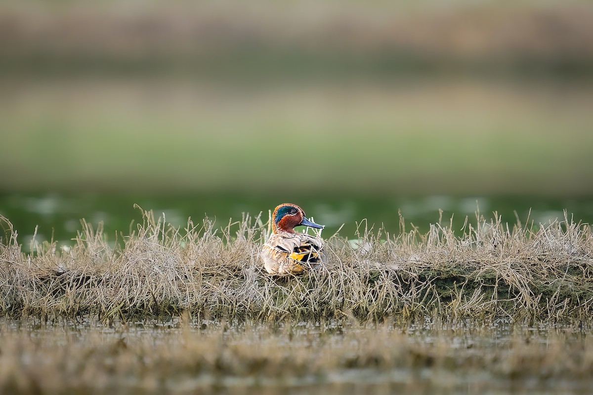 Green-winged Teal - ML646216800
