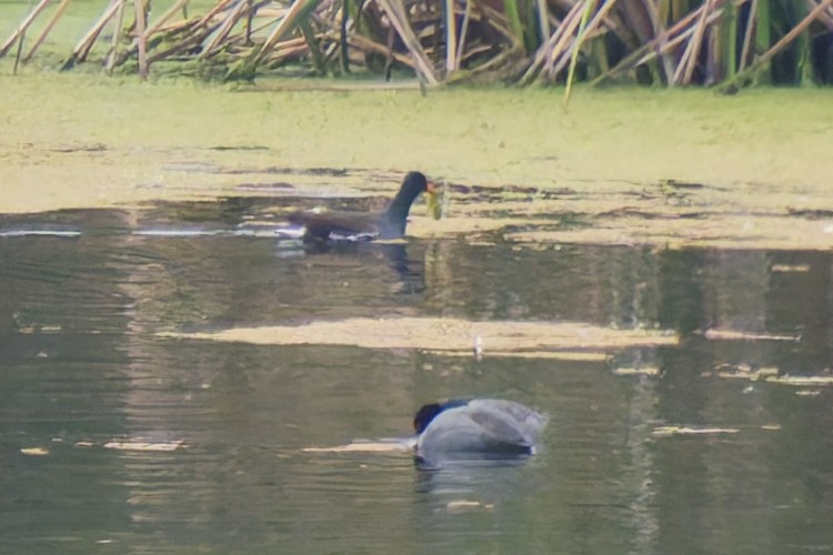 slípka americká - ML646216801