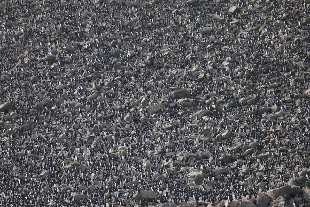 Common Murre - ML646216802