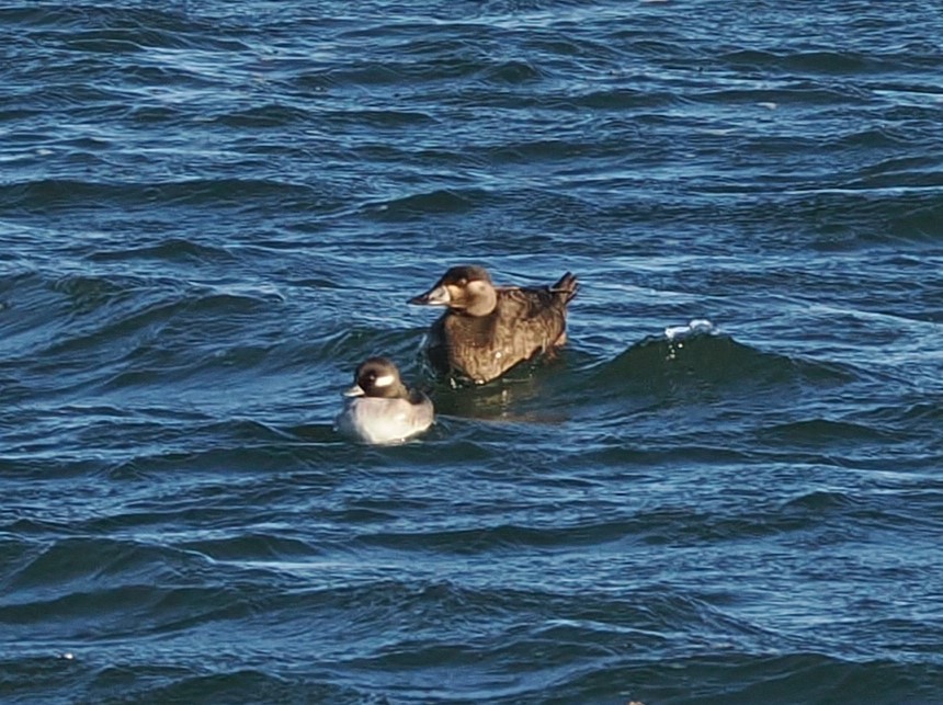 アラナミキンクロ - ML646216808