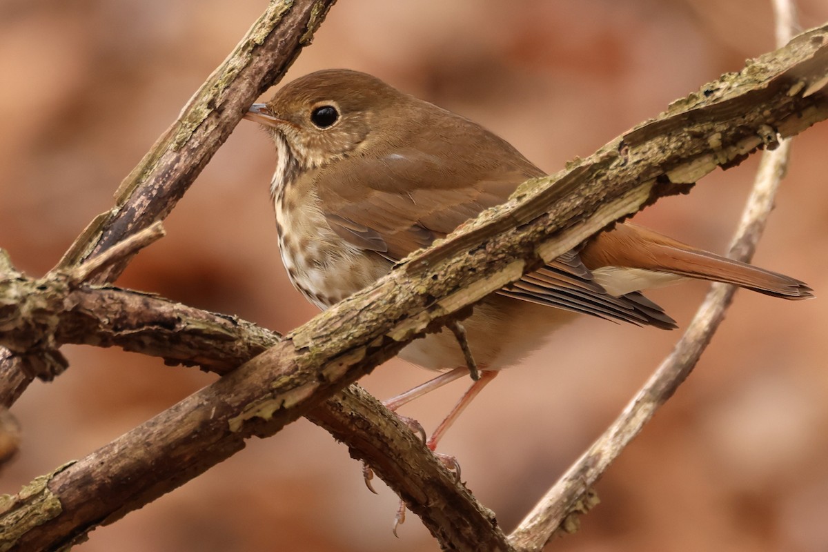 Дрізд-короткодзьоб плямистоволий - ML646216811