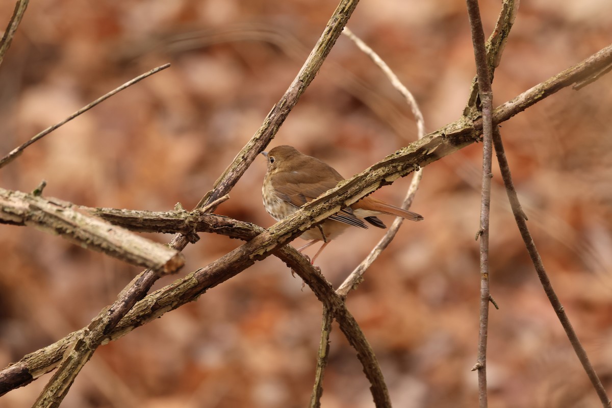 Дрізд-короткодзьоб плямистоволий - ML646216814