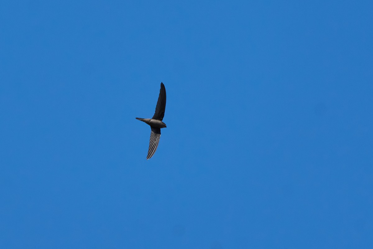 Asian Palm Swift - ML646216816