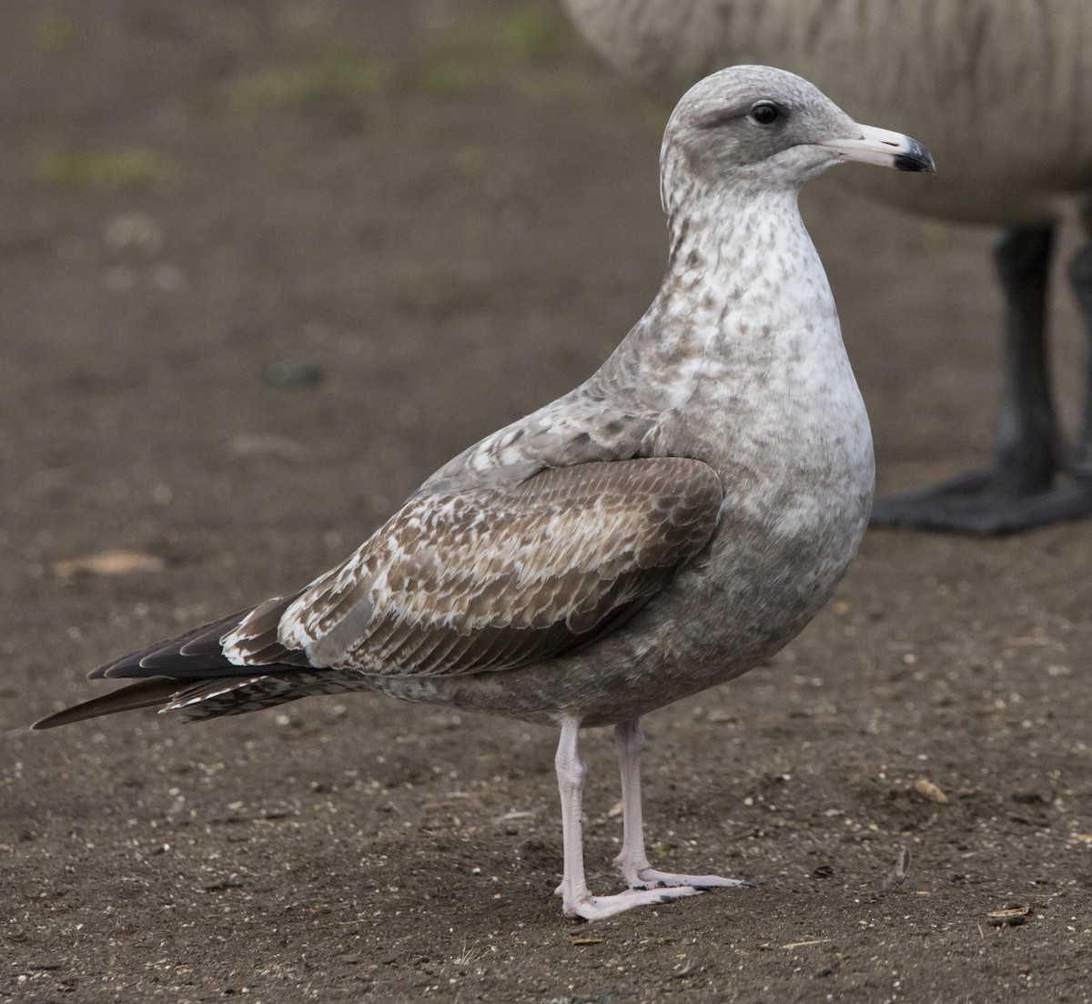 Larinae sp. - ML646216825