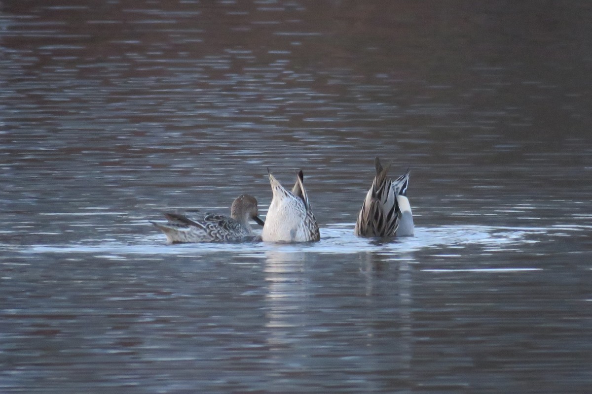 Ahate buztanluzea - ML646216826