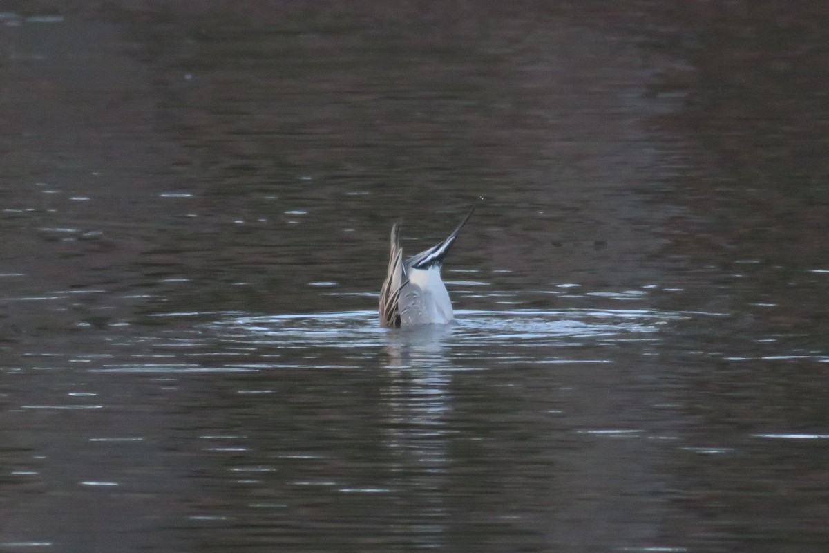 Ahate buztanluzea - ML646216827