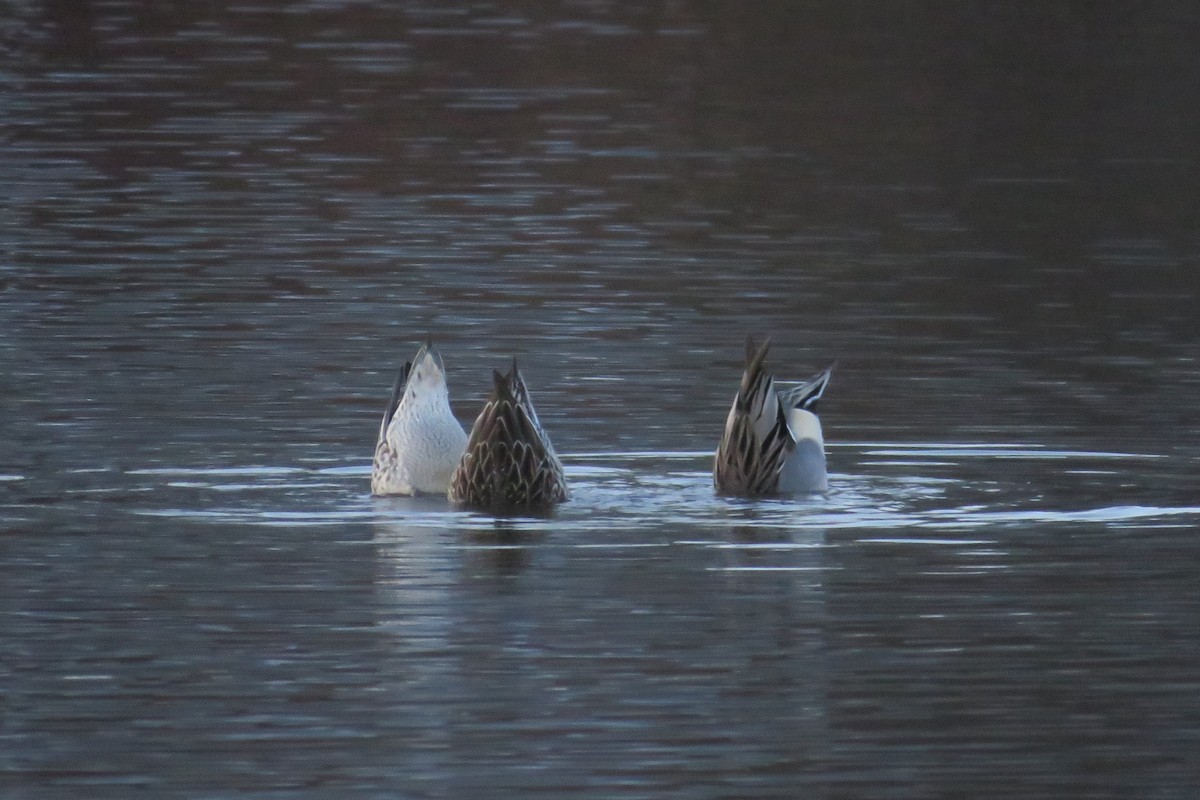 Ahate buztanluzea - ML646216829