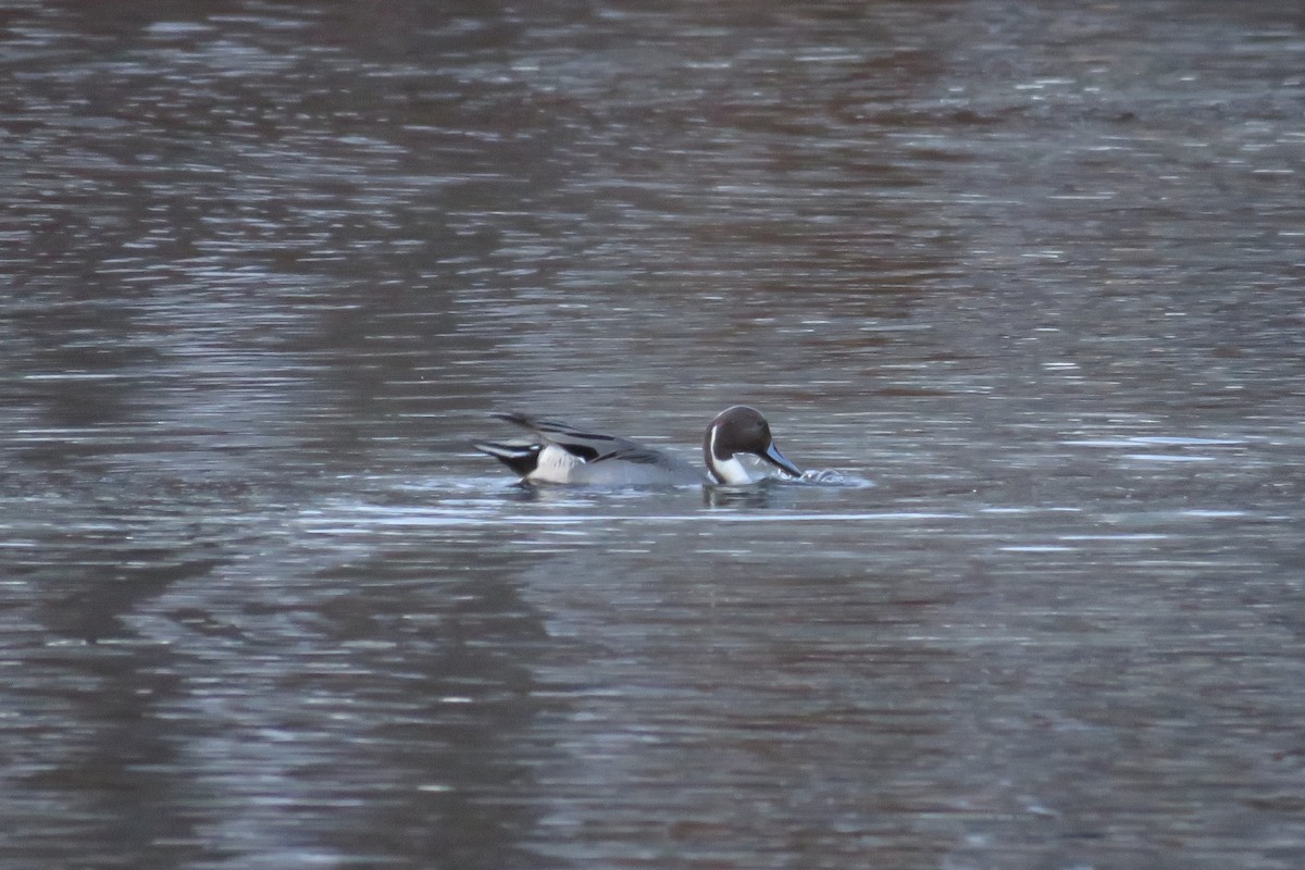 Ahate buztanluzea - ML646216830