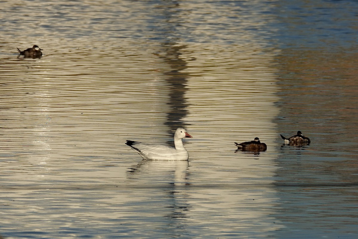 Snow Goose - ML646216831