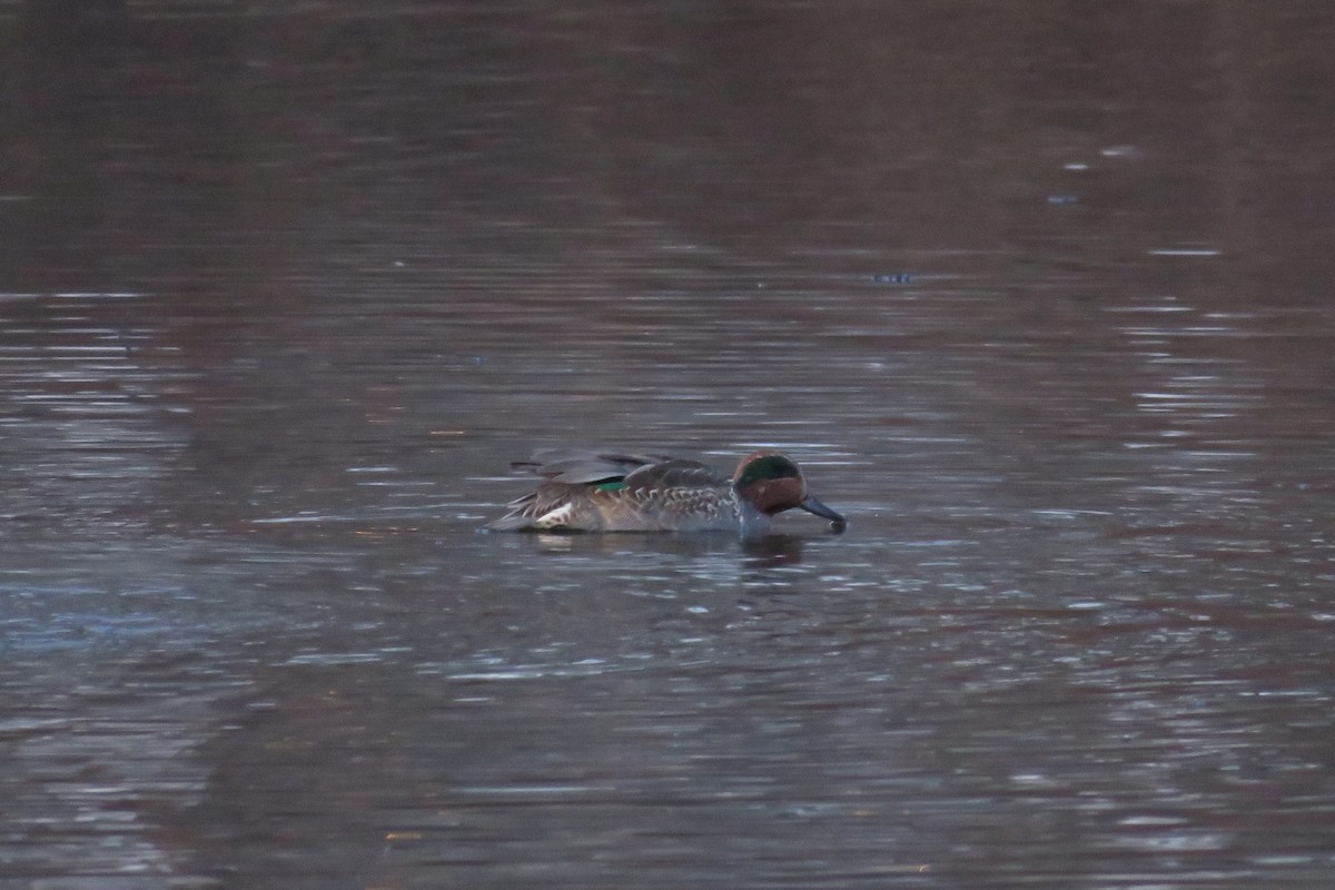 Zertzeta arrunta - ML646216832