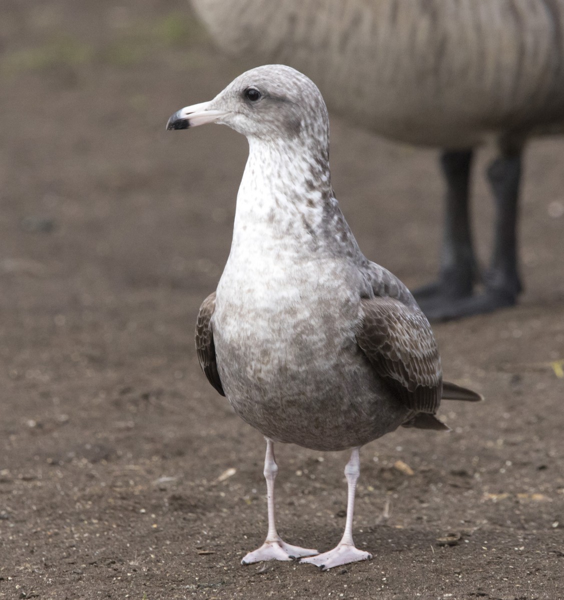Larinae sp. - ML646216833