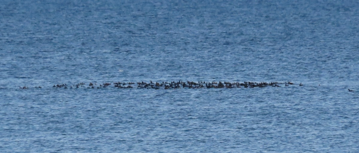 Ahatebeltz amerikarra - ML646216838