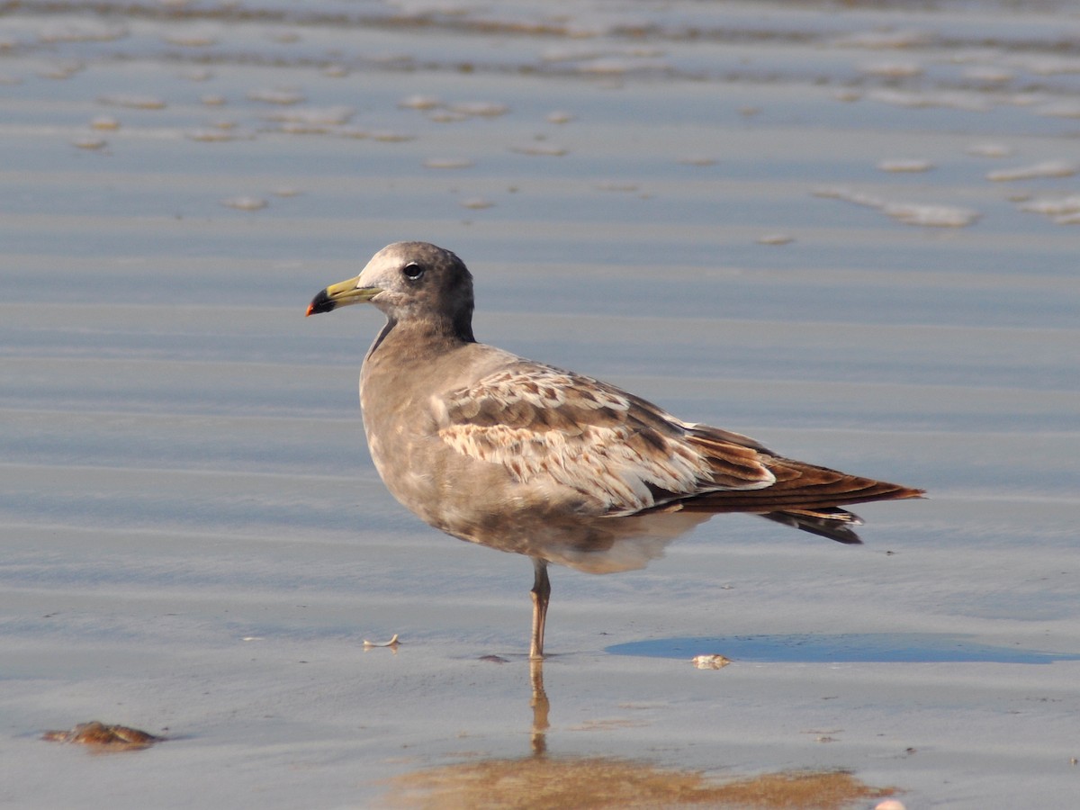 アルゼンチンカモメ - ML646216839