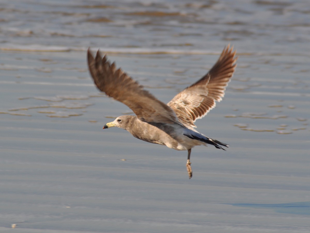 アルゼンチンカモメ - ML646216840