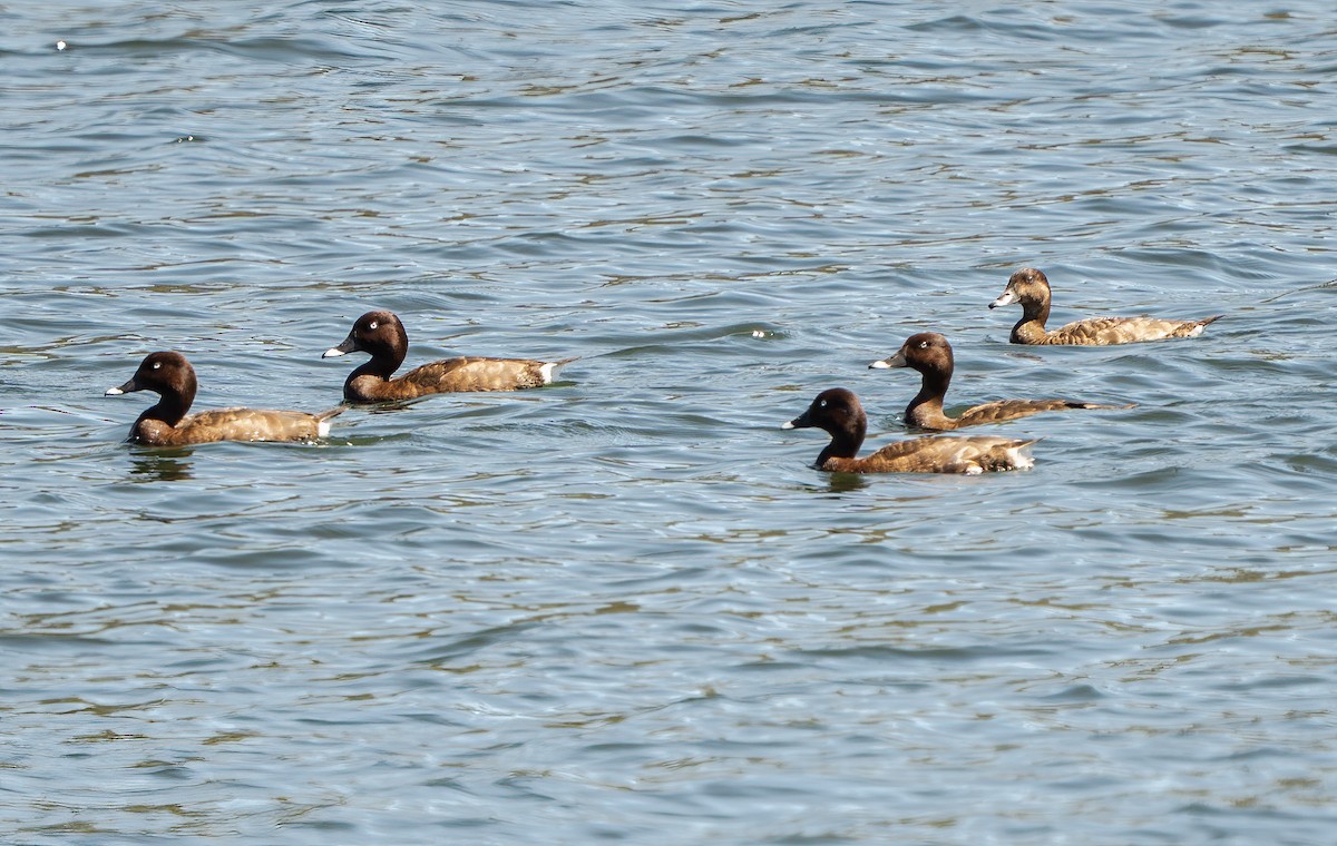 Hardhead - ML646216844