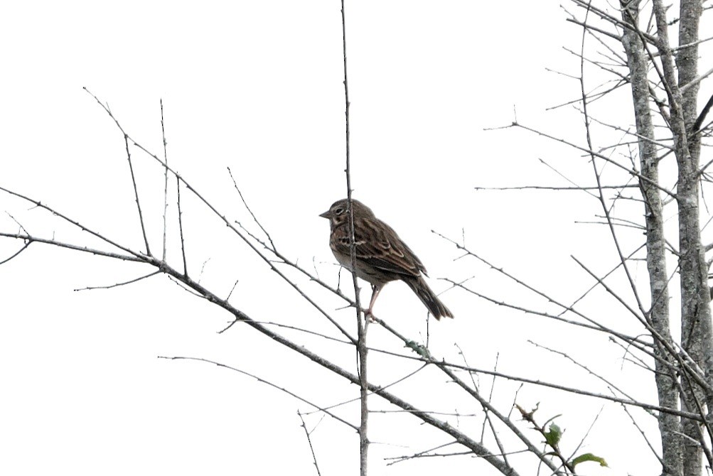 Chingolo Coliblanco - ML646216845
