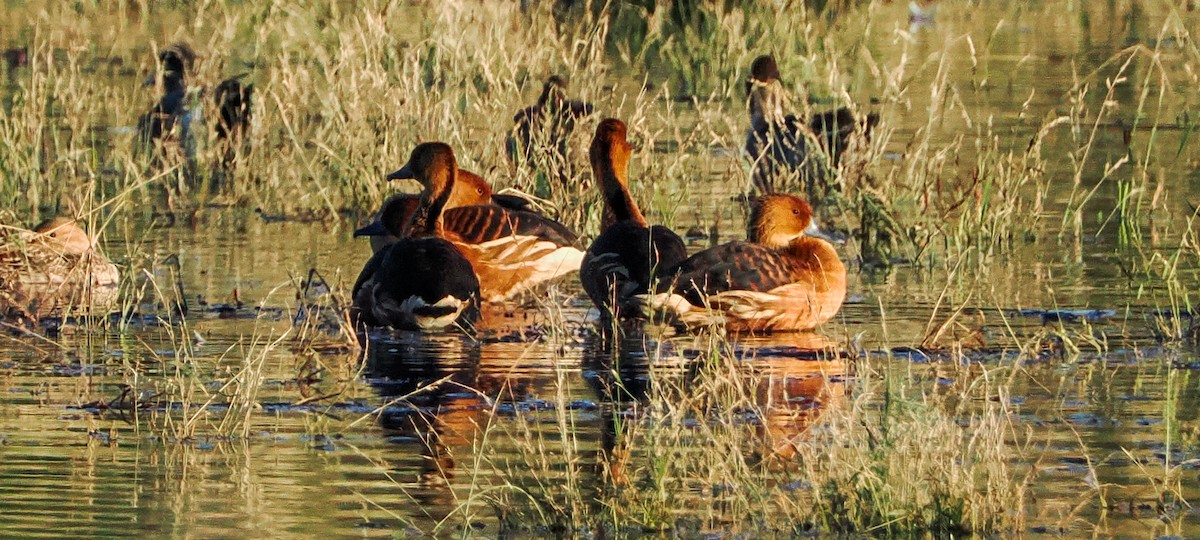 Dendrocigna fulva - ML646216871