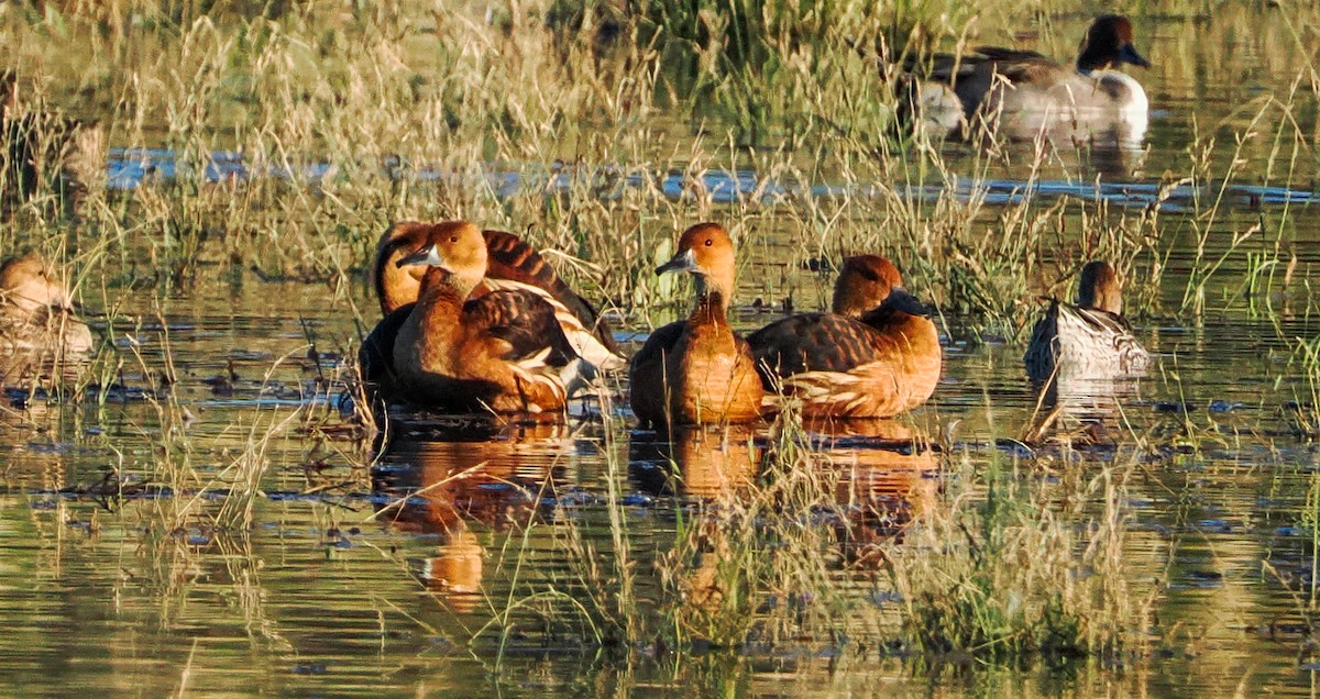 Dendrocigna fulva - ML646216872