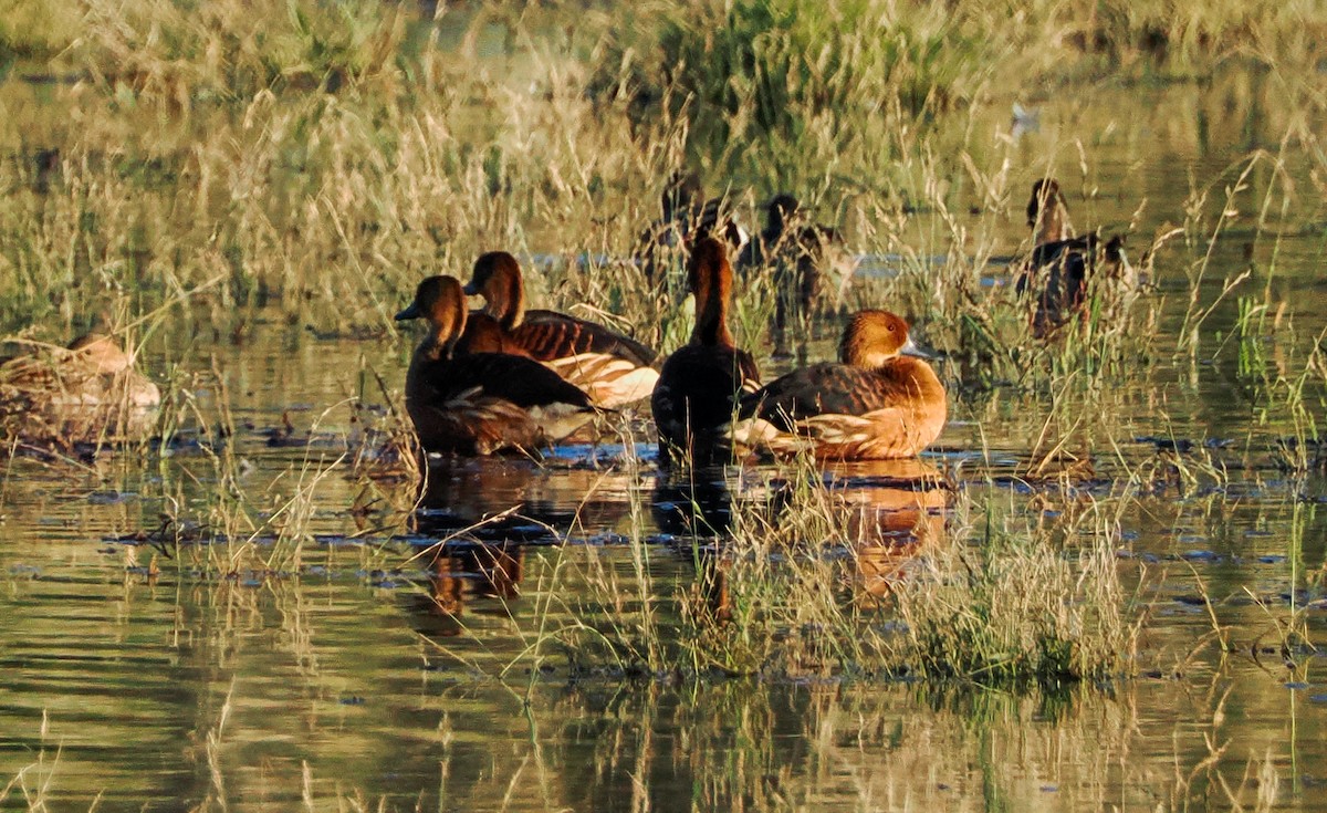 Dendrocigna fulva - ML646216873