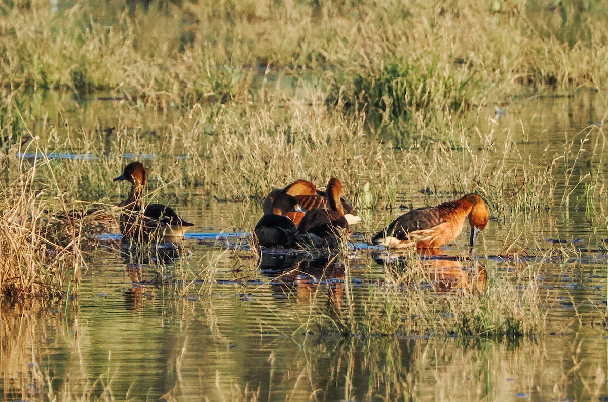 Dendrocigna fulva - ML646216874