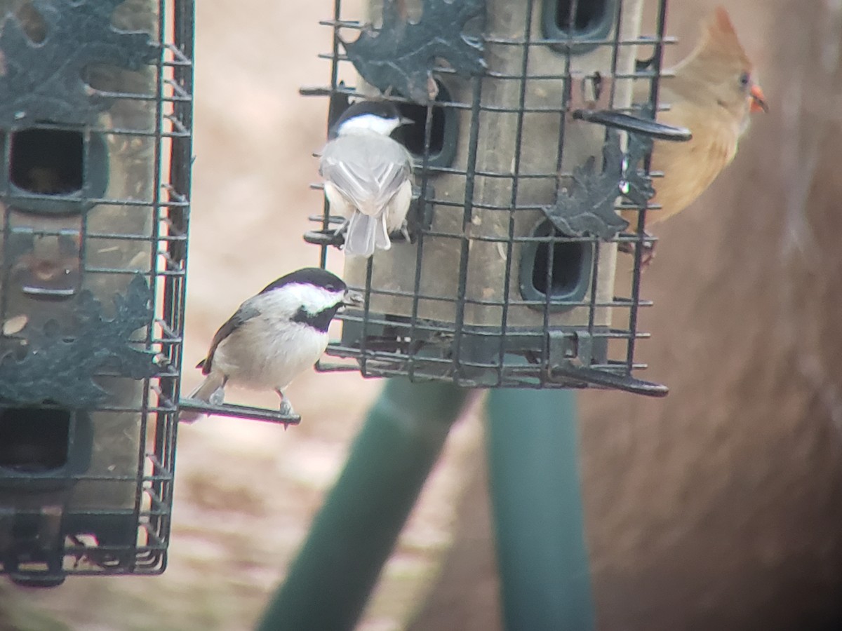 Carolina Chickadee - ML646216880